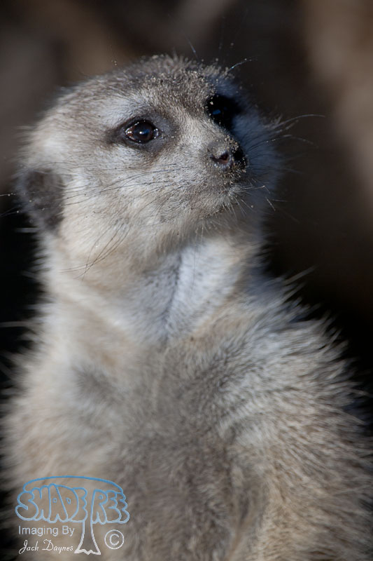 Meerkat - Suricata suricatta