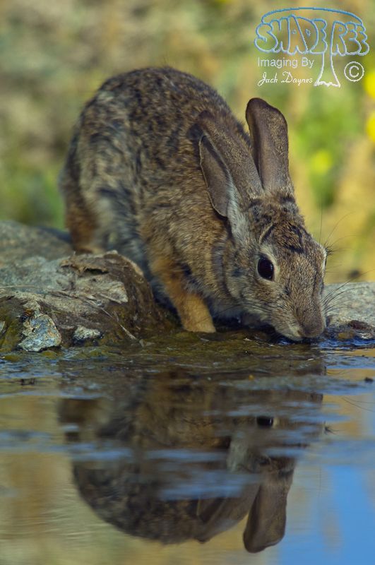 Desert Cottontail - Sylvilagus audubonii