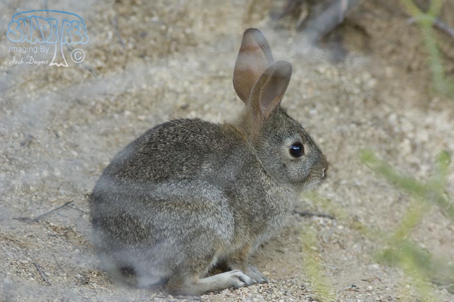 Brush Rabbit - Sylvilagus bachmani