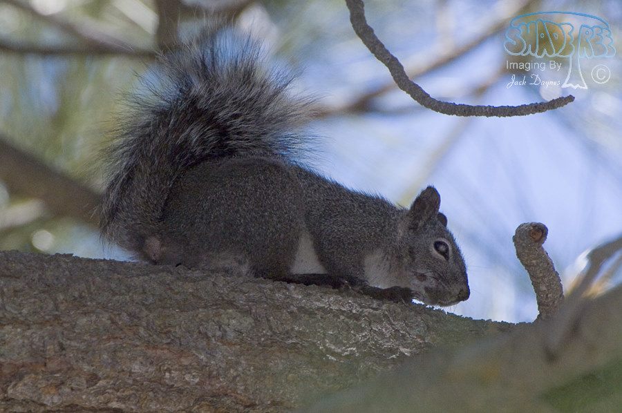 Western Gray Squirrel - Sciurus griseus