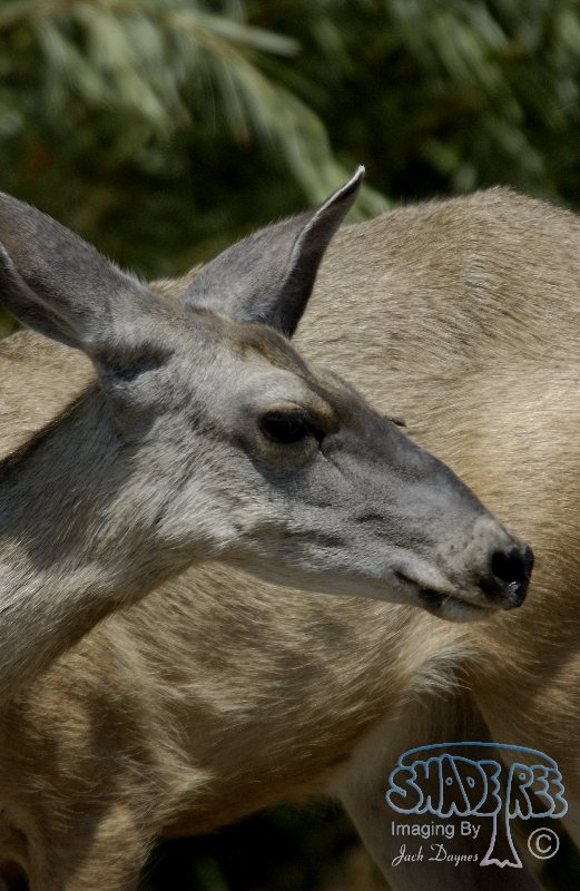 Mule Deer - Odocoileus Hemionus