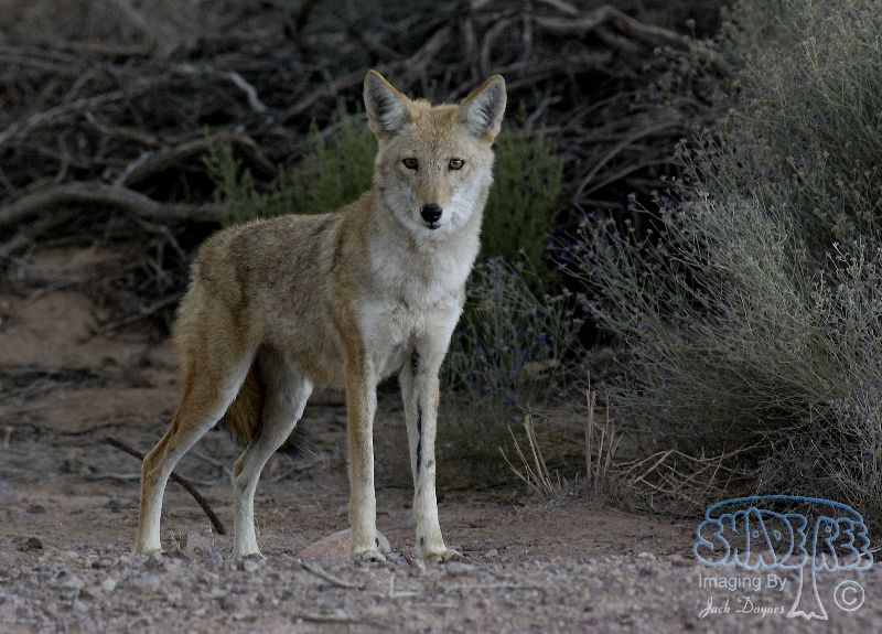 Coyote - Canis latrans