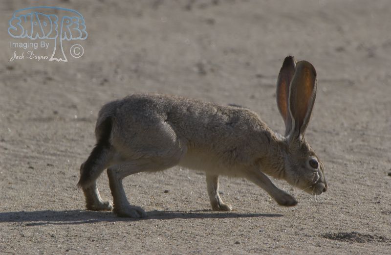 Black-Tailed Jackrabbit - Lepus californicus