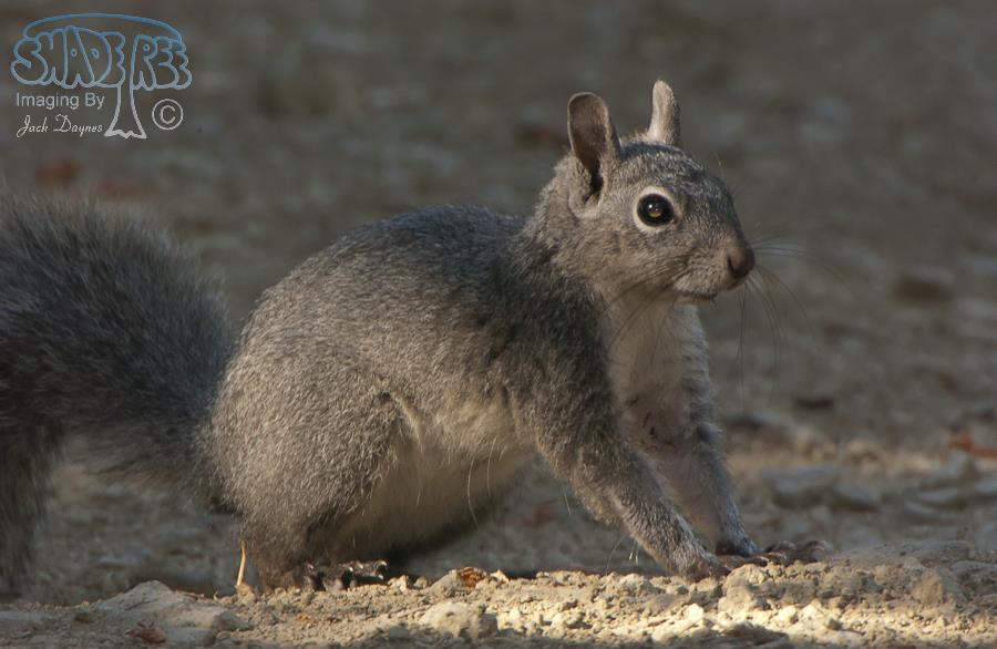 Western Gray Squirrel - Sciurus griseus