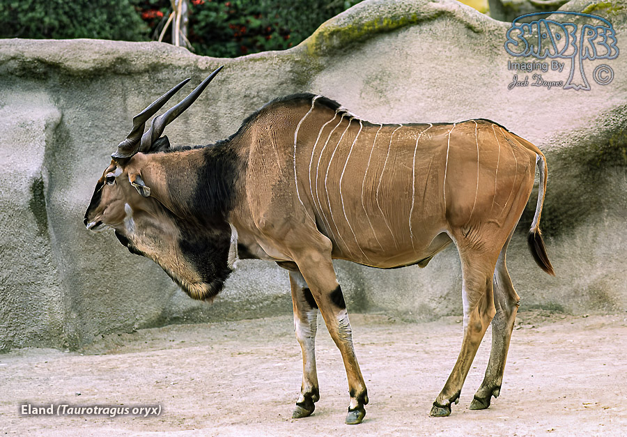 Eland - Taurotragus derbianus