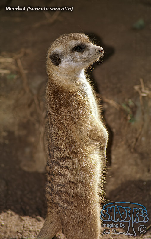 Meerkat - Suricata suricatta
