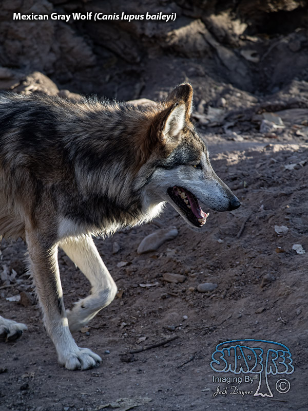 Mexican Gray Wolf - Canis lupus baileyi