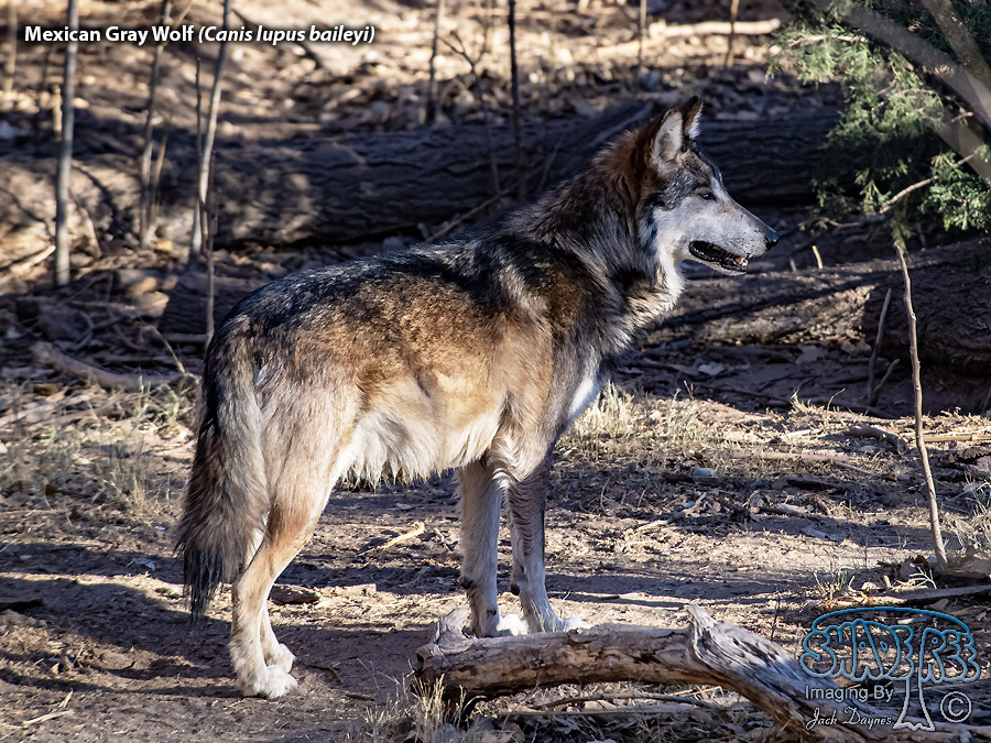 Mexican Gray Wolf - Canis lupus baileyi