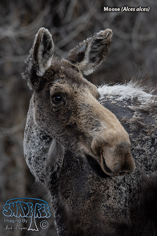 Moose - Alces alces