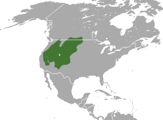 Range Map for Mountain Cottontail