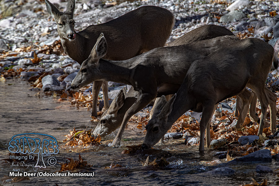 Mule Deer - Odocoileus hemionus