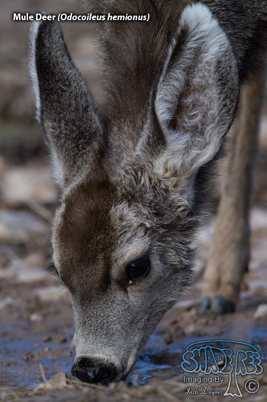 Mule Deer - Odocoileus hemionus