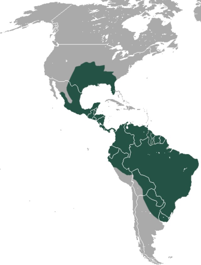Range Map for Nine-Banded Armadillo