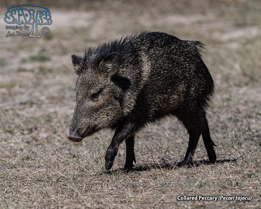 Collared Peccary - Pecari tajacu