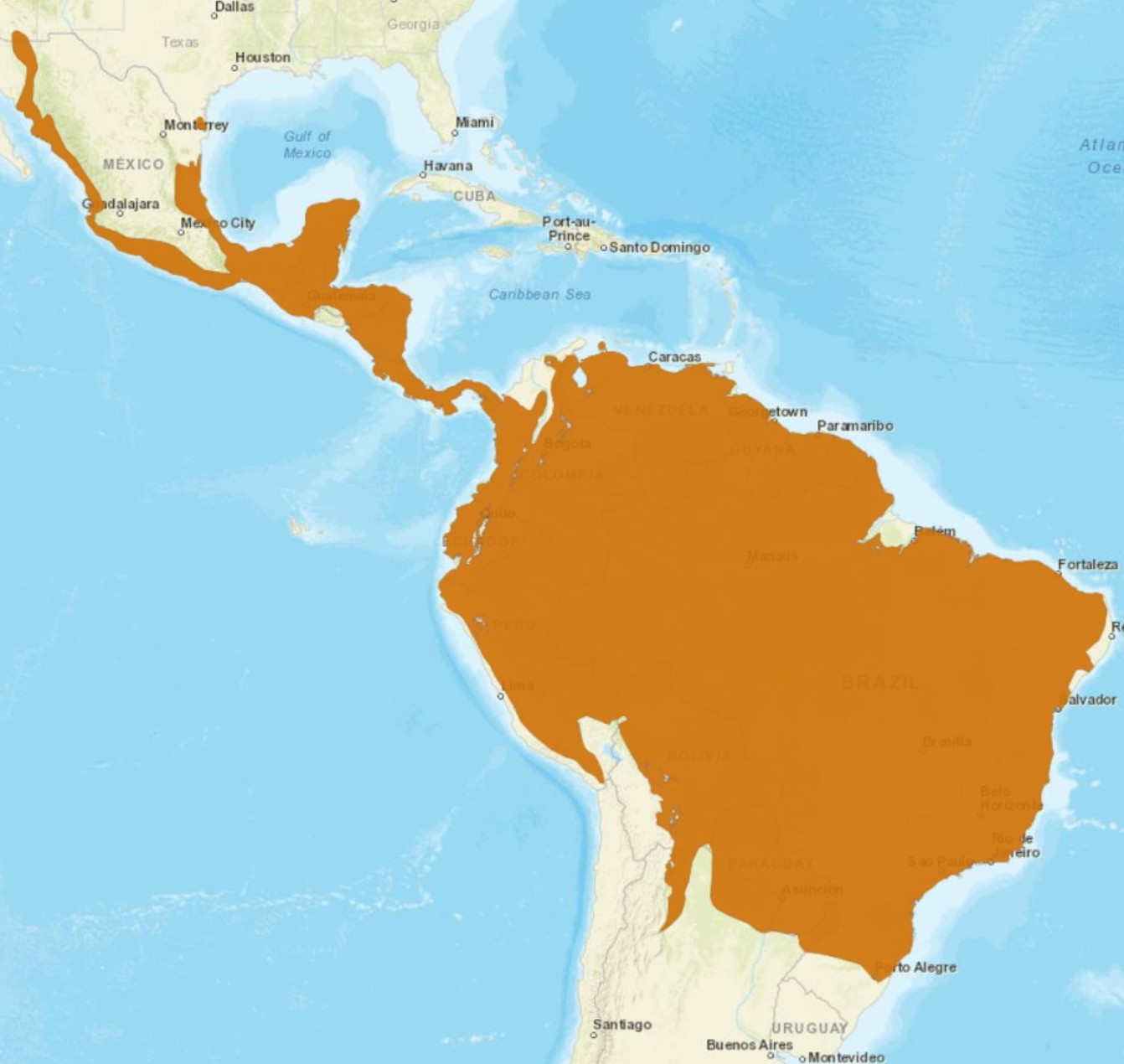 Range Map for Ocelot