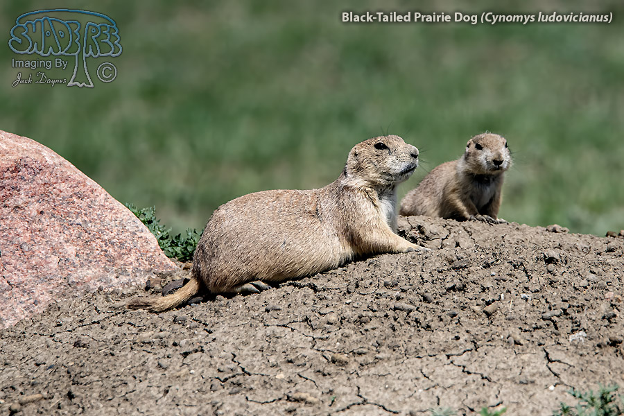 Black-Tailed Prairie Dog - Cynomys ludovicianus
