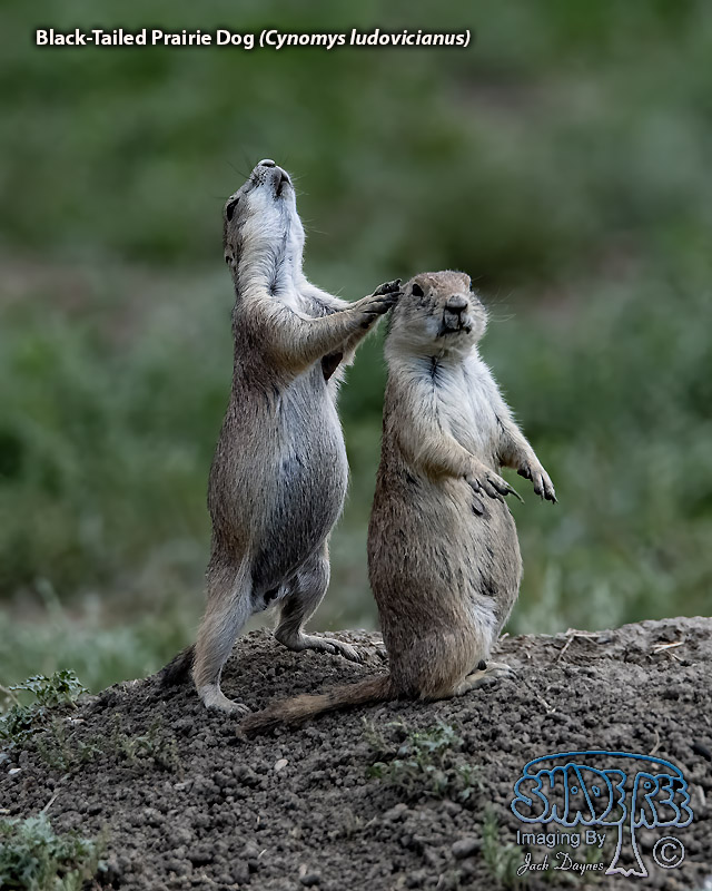 Black-Tailed Prairie Dog - Cynomys ludovicianus