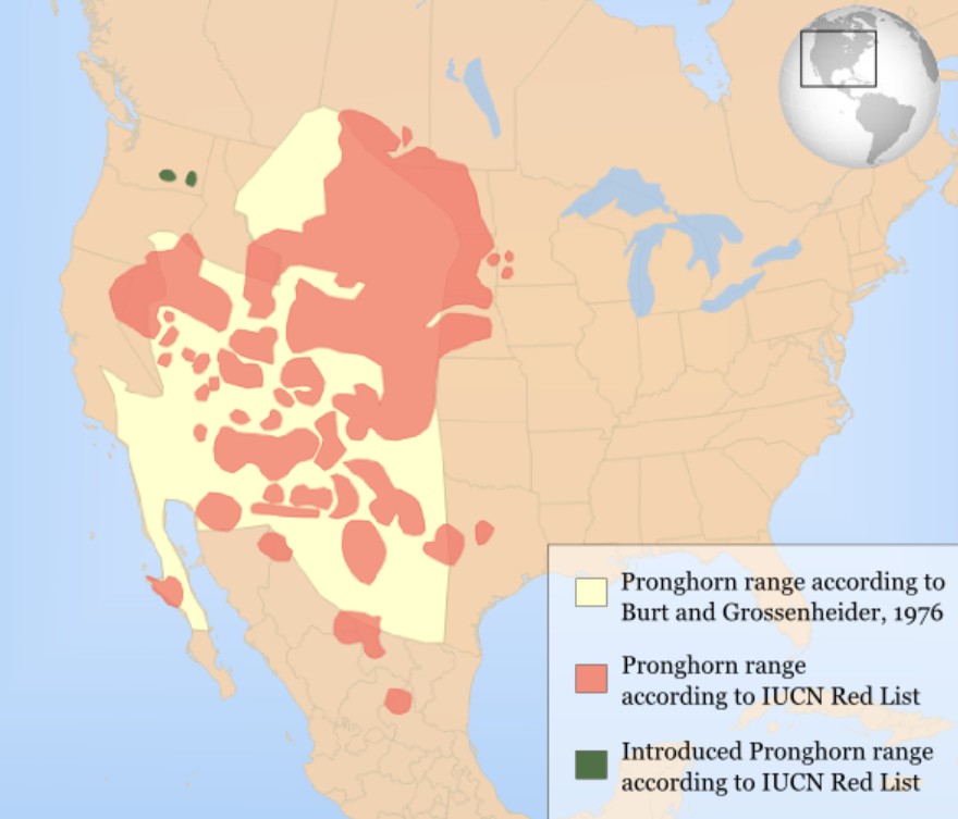 Range Map for Pronghorn