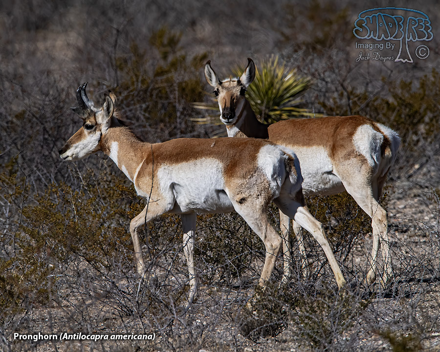 Pronghorn - Antilocapra americana