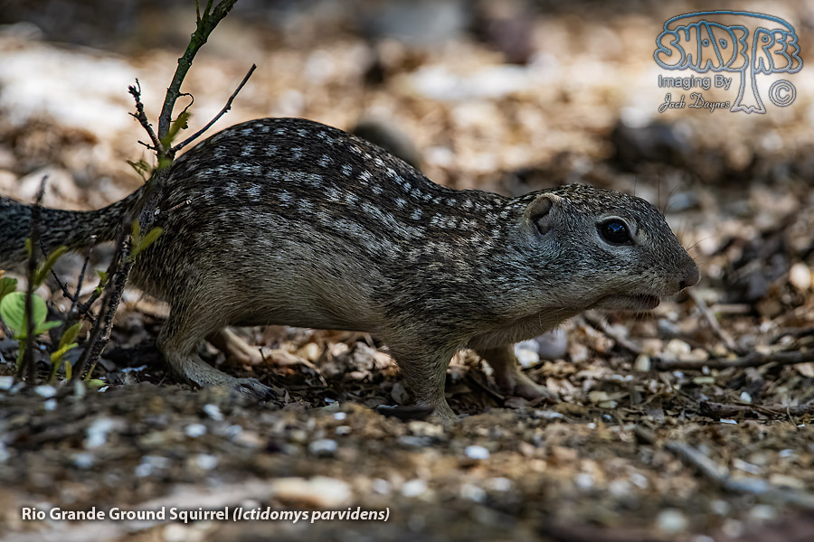 Rio Grande Ground Squirrel - Ictidomys parvidens
