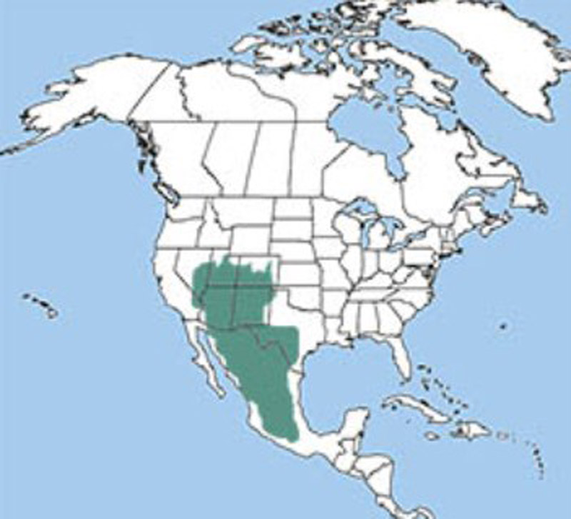 Range Map for Rock Squirrel