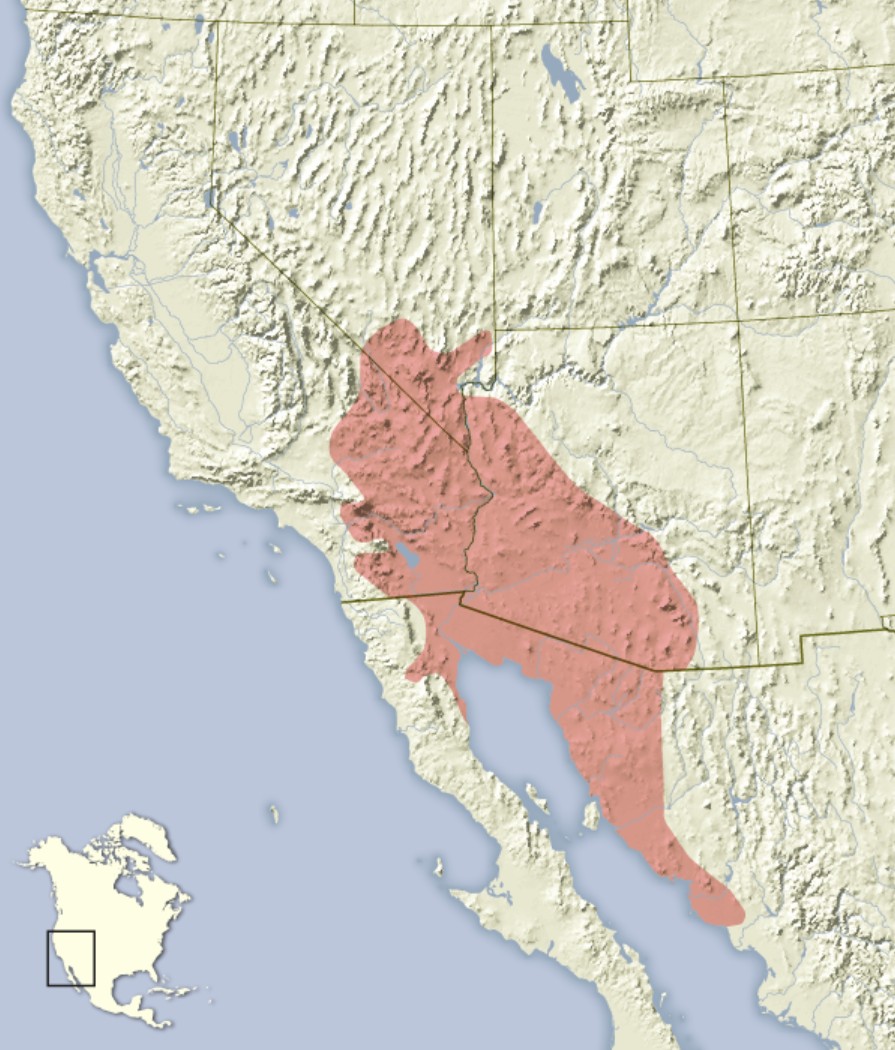 Range Map for Round-Tailed Ground Squirrel