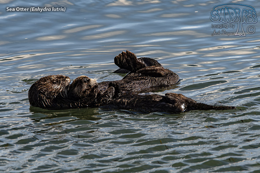 Sea Otter - Enhydra lutris