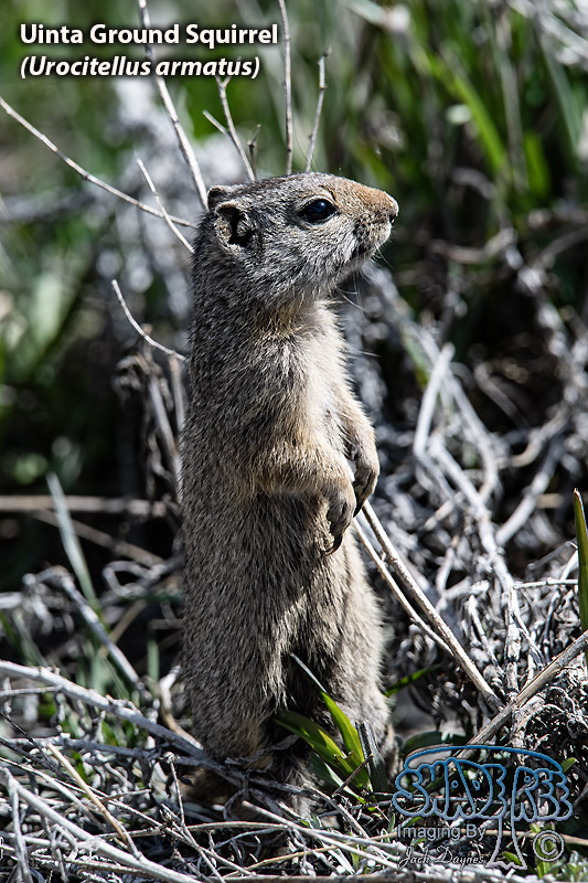 Uinta Ground Squirrel - Urocitellus armatus