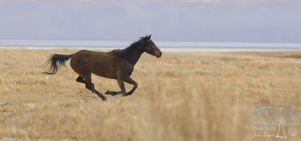 Horse - Equus ferus caballus
