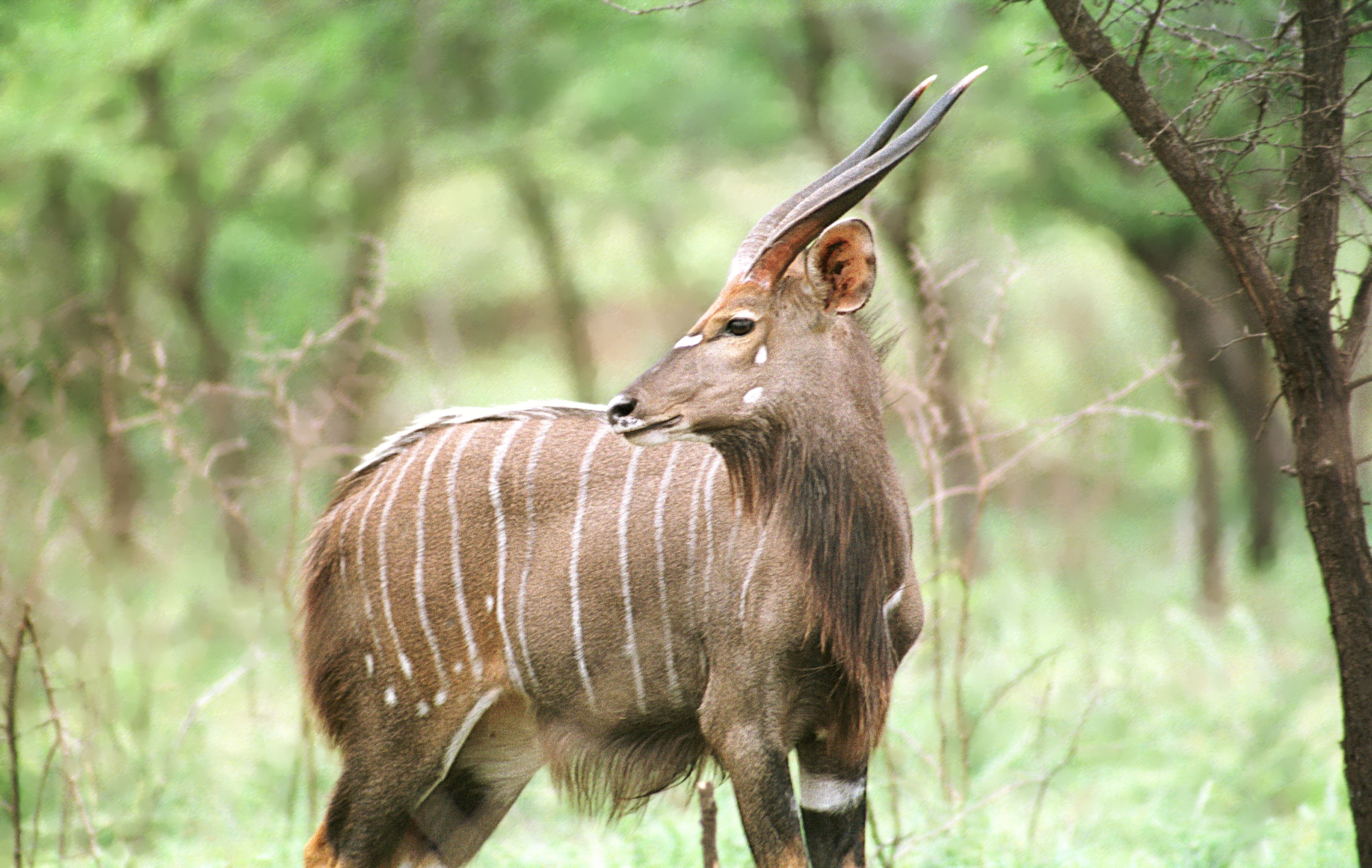 Nyala - Tragelaphus angasii