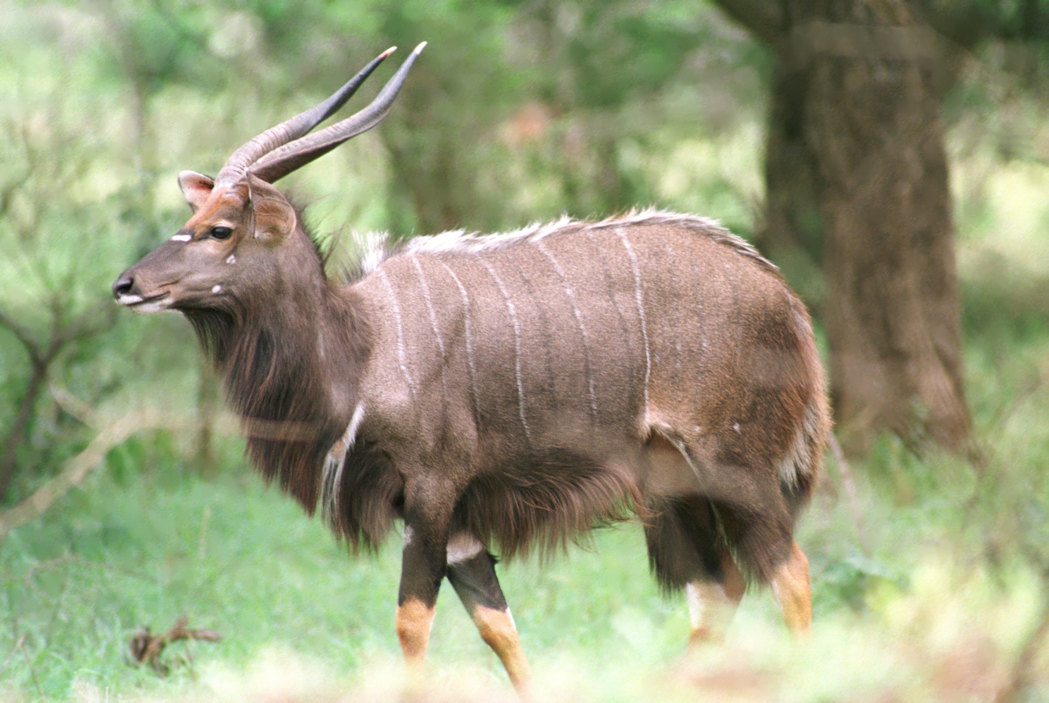 Nyala - Tragelaphus angasii