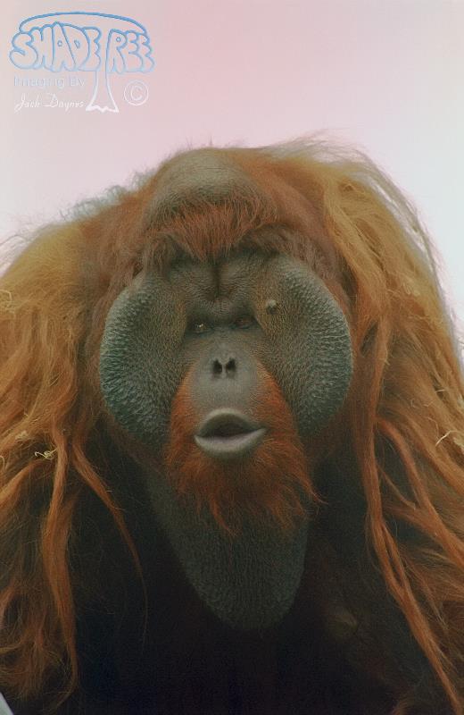 Orangutan - Pongo pygmaeus
