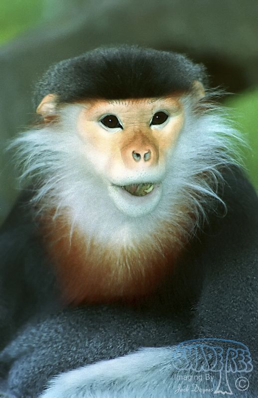 Northern Douc Langur - Pygathrix cinerea