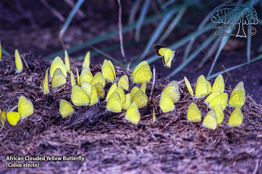 African Clouded Yellow Butterfly - Colias electo