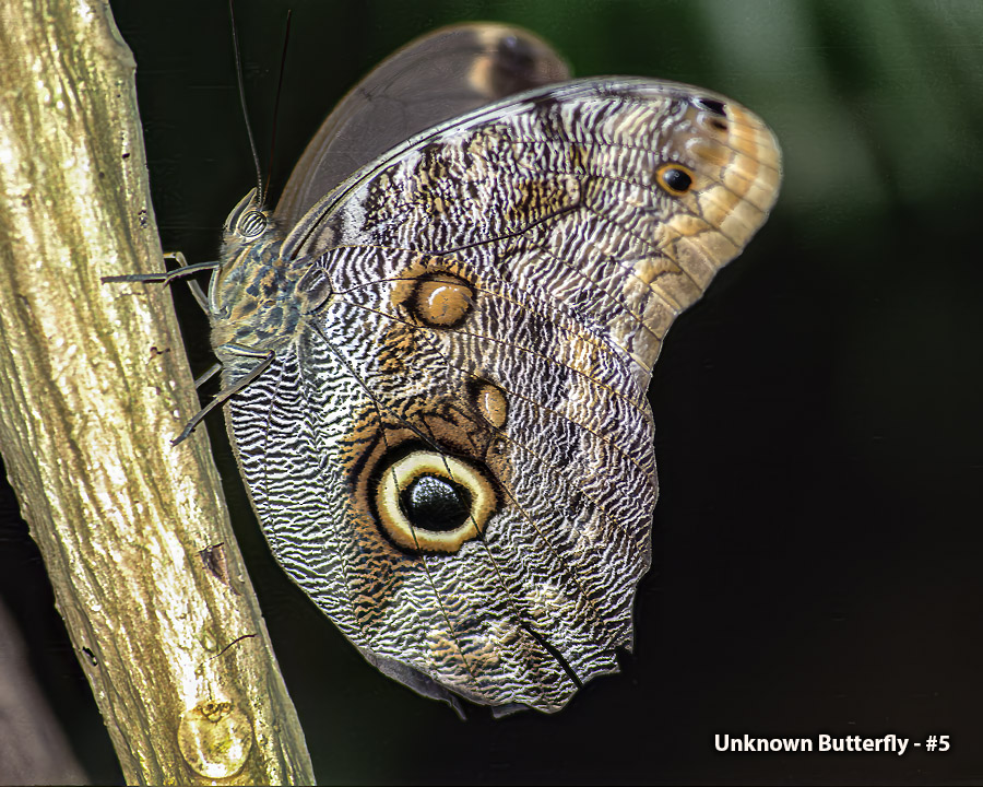 Unknown Butterfly - #5 - Unknown Butterfly