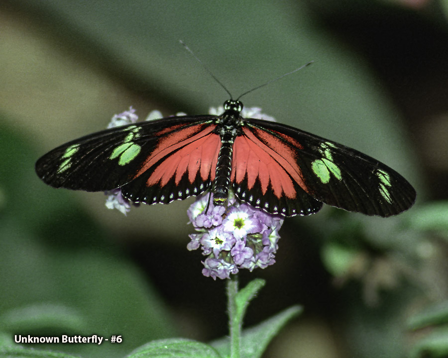 Unknown Butterfly - #6 - Unknown Butterfly