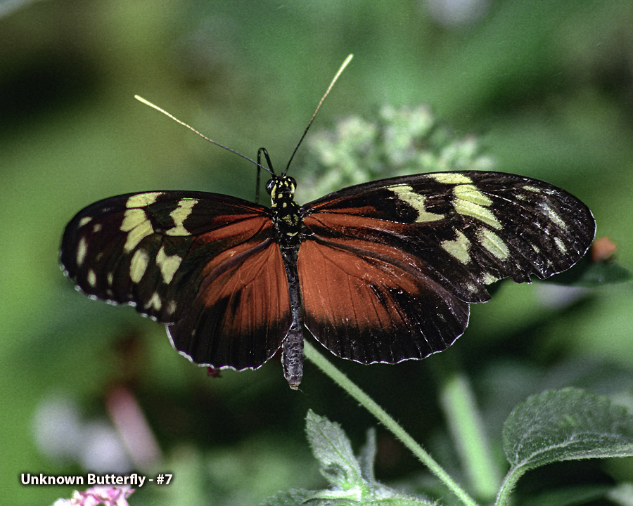 Unknown Butterfly - #7 - Unknown Butterfly