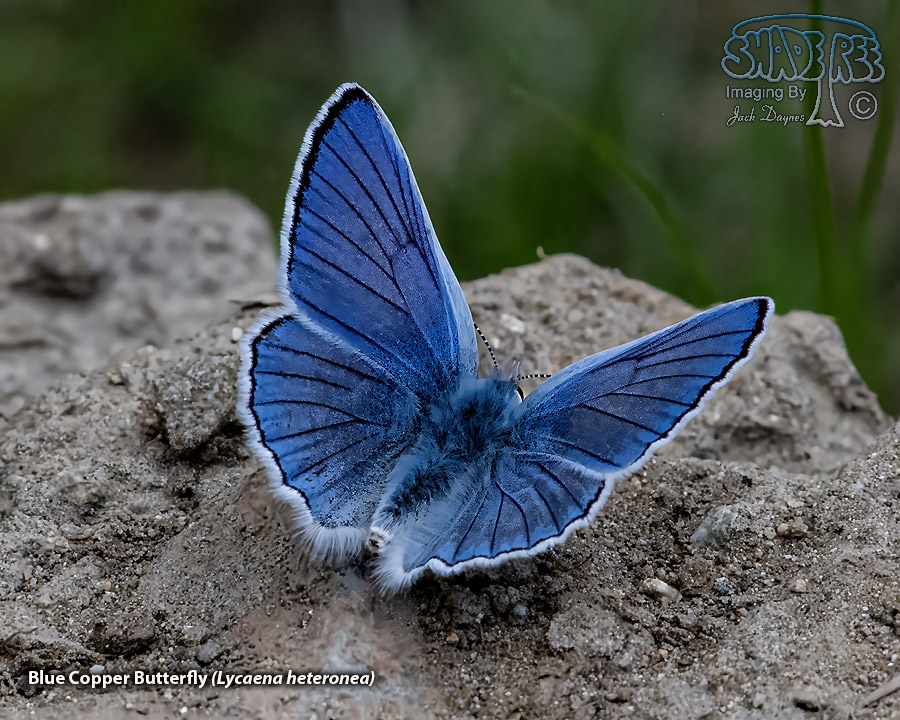 Blue Copper Butterfly - Lycaena heteronea