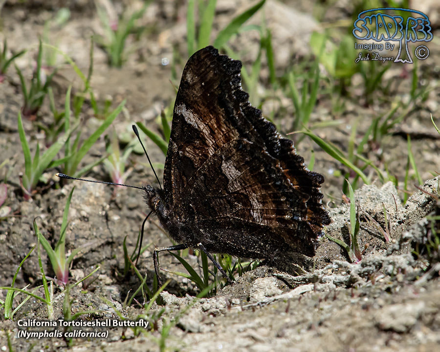 California Tortoiseshell Butterfly - Nymphalis californica