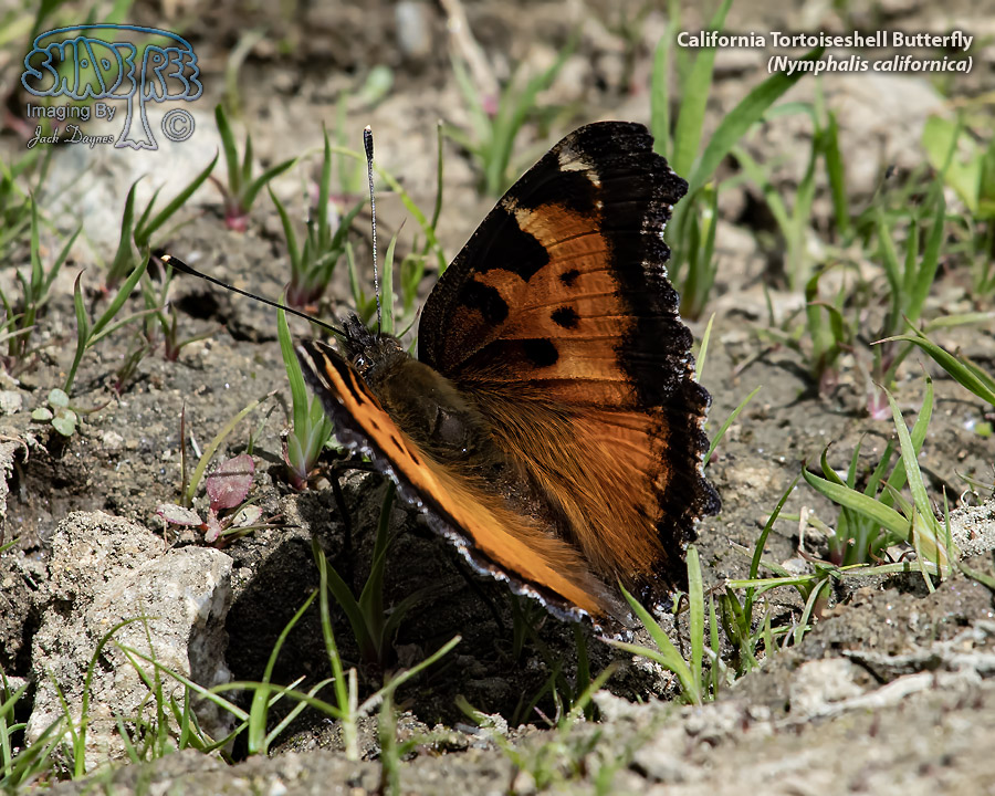 California Tortoiseshell Butterfly - Nymphalis californica