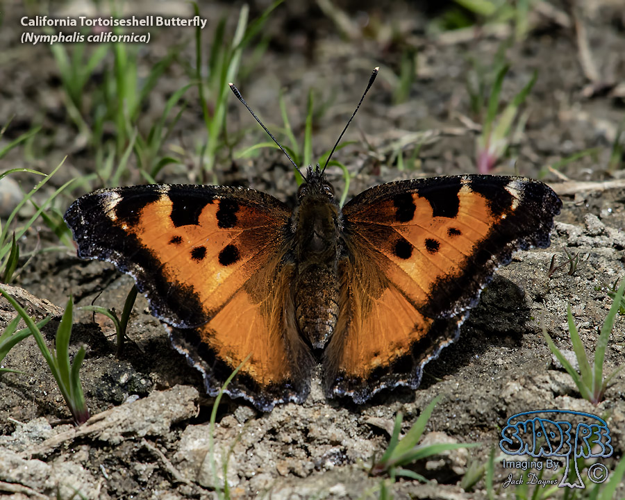 California Tortoiseshell Butterfly - Nymphalis californica