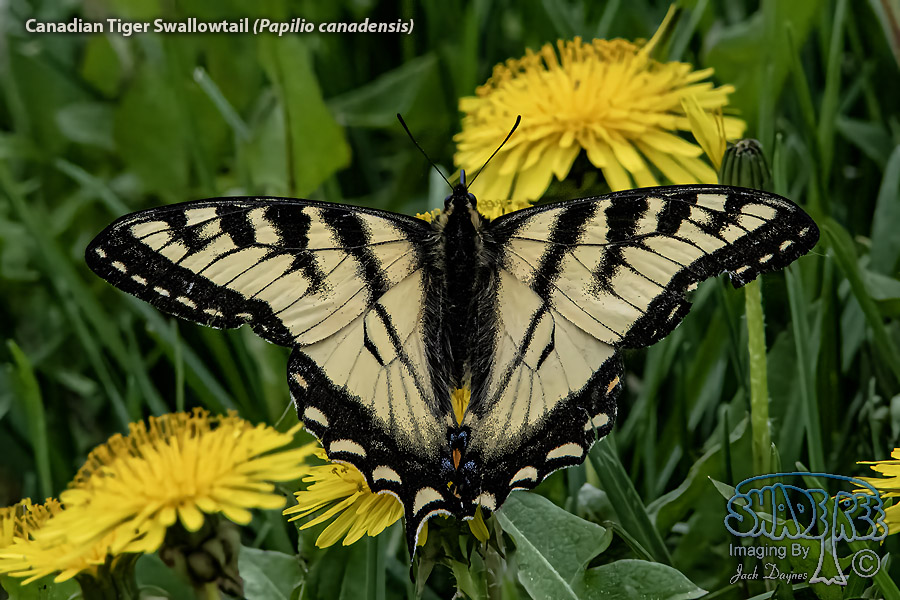 Canadian Tiger Swallowtail - Papilio canadensis