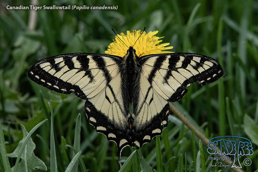 Canadian Tiger Swallowtail - Papilio canadensis