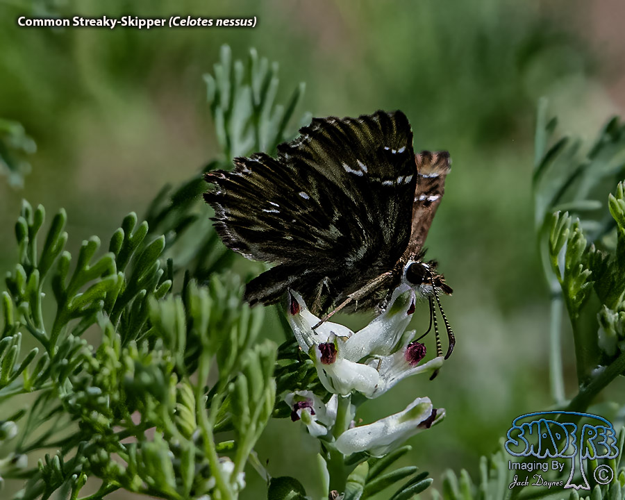 Common Streaky-Skipper - Celotes nessus