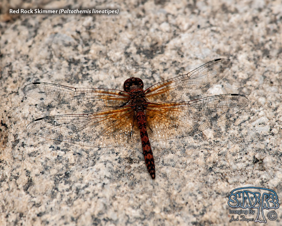 Red Rock Skimmer - Paltothemis lineatipes