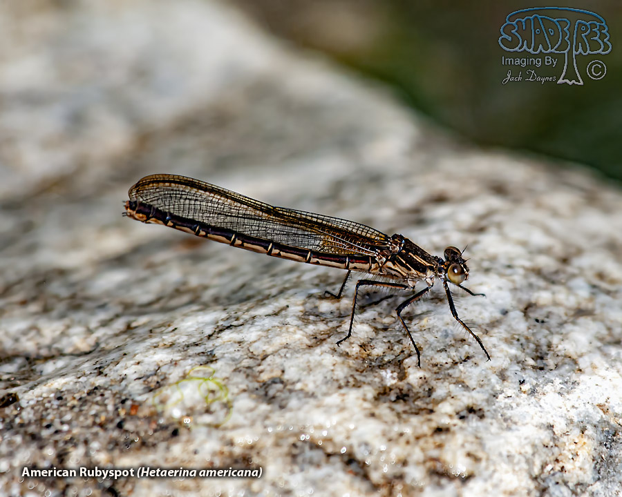 American Rubyspot - Hetaerina americana
