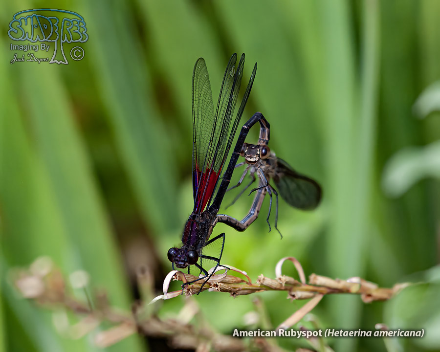 American Rubyspot - Hetaerina americana