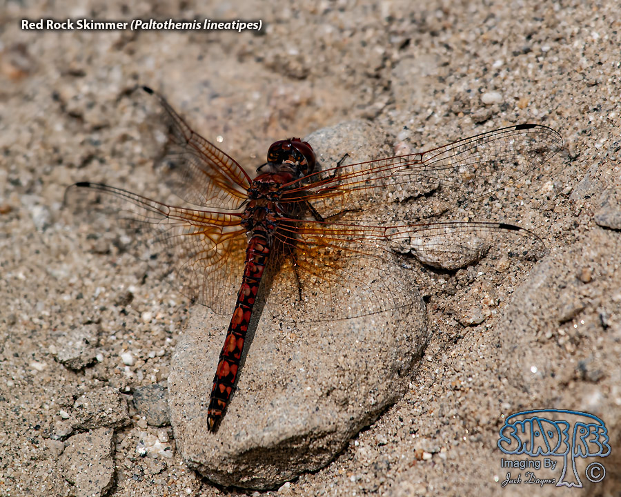 Red Rock Skimmer - Paltothemis lineatipes