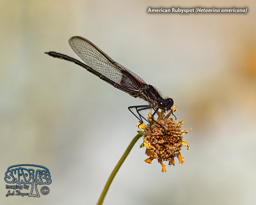 American Rubyspot - Hetaerina americana