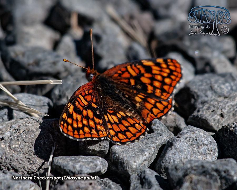 Northern Checkerspot - Chlosyne palla